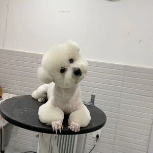 Meet your Posher, Ruirui